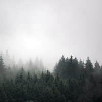 Ködös erdő kép üveghátfalra